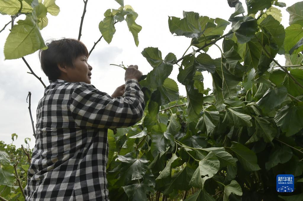 ag客户端下载